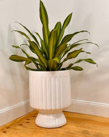 Breezy Lightweight Pillar Pot - Plant Daddy