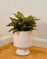 Breezy Lightweight Pillar Pot - Plant Daddy