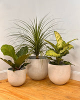 Three Sisters Stone Egg Pot - Plant Daddy