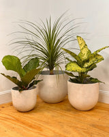 Three Sisters Stone Egg Pot - Concrete - Plant Daddy