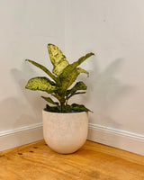 Three Sisters Stone Egg Pot - Plant Daddy