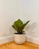 Three Sisters Stone Egg Pot - Plant Daddy