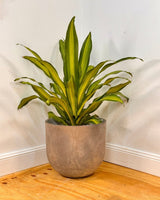 Three Sisters Stone Egg Pot - Volcanic - Plant Daddy