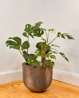 Three Sisters Stone Egg Pot - Volcanic - Plant Daddy