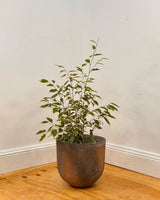 Three Sisters Stone Egg Pot - Plant Daddy