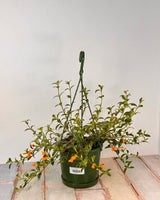 Nematanthus gregarius (Gold Fish Plant) - Plant Daddy