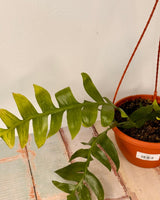 Selenicereus chrysocardium (Fern Leaf Cactus) - Plant Daddy