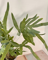 Phlebodium aureum (Blue Star Fern) - Plant Daddy