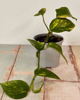 Epipremnum aureum (Devils Ivy/Golden Pothos) - Plant Daddy