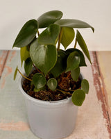 Peperomia polybotrya (Coin Leaf) - Plant Daddy