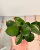 Peperomia clusiifolia ‘Red Edge’ - Plant Daddy