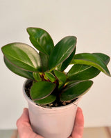 Peperomia clusiifolia ‘Red Edge’ - Plant Daddy