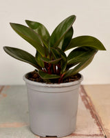 Peperomia clusiifolia ‘Red Edge’ - Plant Daddy