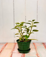 Peperomia orba - Plant Daddy
