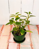 Peperomia orba - Plant Daddy