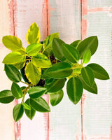 Peperomia orba - Plant Daddy