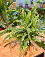 Nephrolepis exaltata (Boston Fern) - Plant Daddy