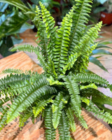 Nephrolepis exaltata (Boston Fern) - Plant Daddy