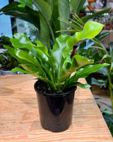 Asplenium australasicum (Birds Nest Fern) - Plant Daddy