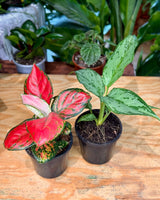 Aglaonema mix - Plant Daddy