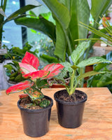 Aglaonema mix - Plant Daddy