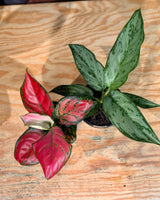 Aglaonema mix - Plant Daddy