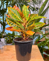Codiaeum variegatum mix (Croton) - Plant Daddy