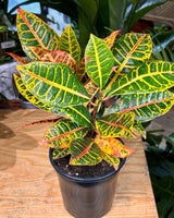 Codiaeum variegatum mix (Croton) - Plant Daddy