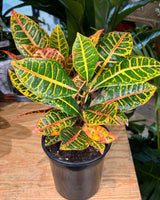 Codiaeum variegatum mix (Croton) - Plant Daddy