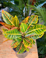 Codiaeum variegatum mix (Croton) - Plant Daddy