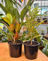 Codiaeum variegatum mix (Croton) - Plant Daddy