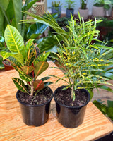 Codiaeum variegatum mix (Croton) - Plant Daddy