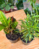 Codiaeum variegatum mix (Croton) - Plant Daddy