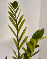 Zamioculcas zamiifolia (ZZ/ Zanzibar Gem) - Plant Daddy