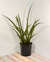 Sansevieria parva - Plant Daddy