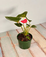 Anthurium andraeanum (Flamingo flower) - Plant Daddy