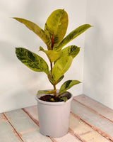 Ficus elastica ‘Shivereana’ - Plant Daddy