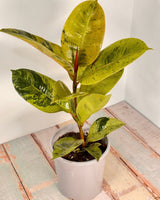 Ficus elastica ‘Shivereana’ - Plant Daddy