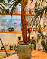 Spike Ceramic Pot - Plant Daddy