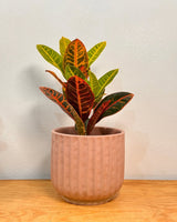 River Ceramic Pot - Plant Daddy