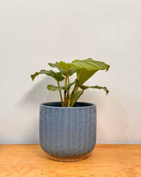 River Ceramic Pot - Plant Daddy