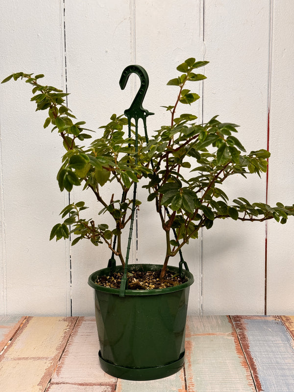 Begonia Foliosa