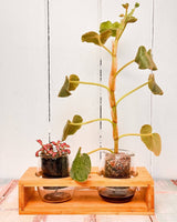 Lab2 Interconnected Growing Station - Plant Daddy