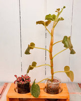 Lab2 Interconnected Growing Station - Plant Daddy