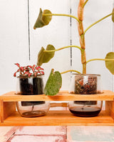 Lab2 Interconnected Growing Station - Plant Daddy