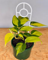 Philodendron hederaceum ‘Brasil’ - Plant Daddy