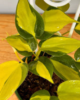 Philodendron hederaceum ‘Brasil’ - Plant Daddy