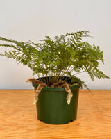 Davallia solida var. Fejeensis (Rabbits Foot Fern) - Plant Daddy