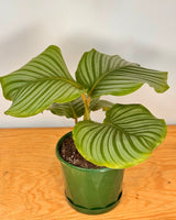 Calathea orbifolia - Plant Daddy