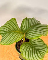 Calathea orbifolia - Plant Daddy